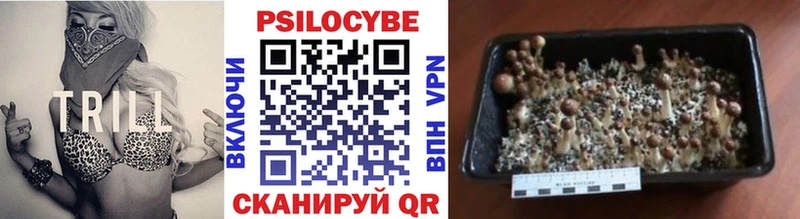 где найти omg зеркало Галлюциногенные грибы GOLDEN TEACHER Ессентукская